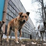 В Перми может появиться третий муниципальный приют для животных. Зоозащитники – против