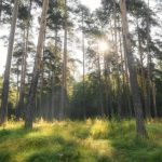 Черняевский лес приглашает посмотреть фильм о том, как пермяки спасли его от застройки
