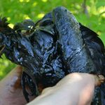 В Пермском крае обнаружены жертвы нефтяной халатности