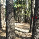 Черняевский лес вновь под угрозой вырубки