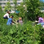 В Перми создан общественный огород. Требуются волонтёры