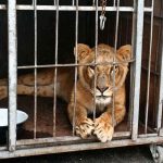 У пермского цирка состоится пикет против использования животных в развлекательных целях