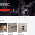 В Перми заработал онлайн-сервис по поиску пропавших домашних животных