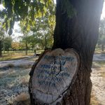 Чиновники поддержали инициативу пермского градозащитника помечать деревья перед вырубкой специальными знаками